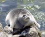 baikal-seal3