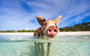 Pig-Island-Bahamas-15